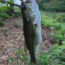 ブラックバス