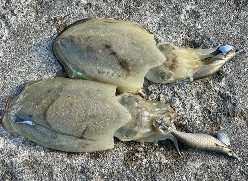 コウイカの釣果