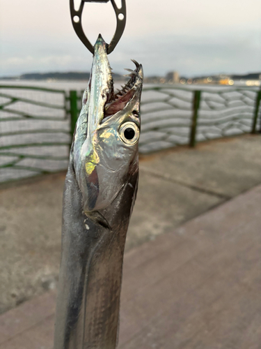 タチウオの釣果