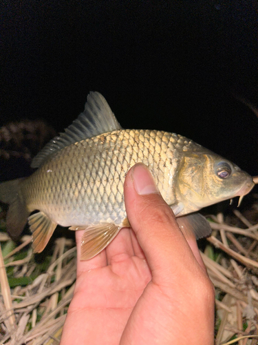 コイの釣果