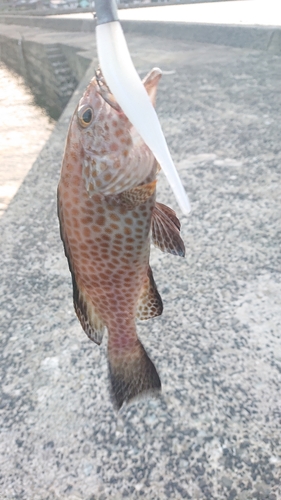 オオモンハタの釣果