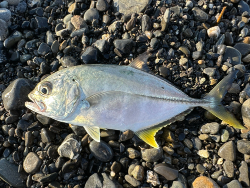 シマアジの釣果