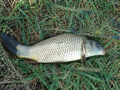 コイの釣果