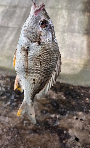 チヌの釣果