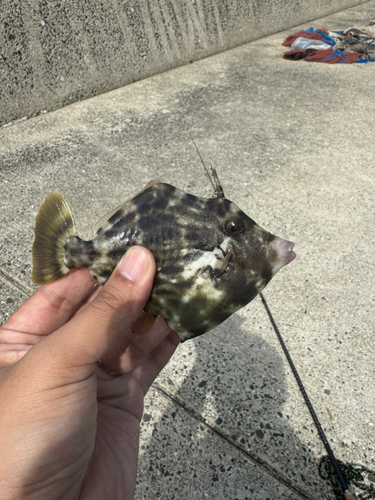 カワハギの釣果