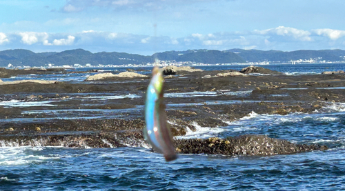 ベラの釣果