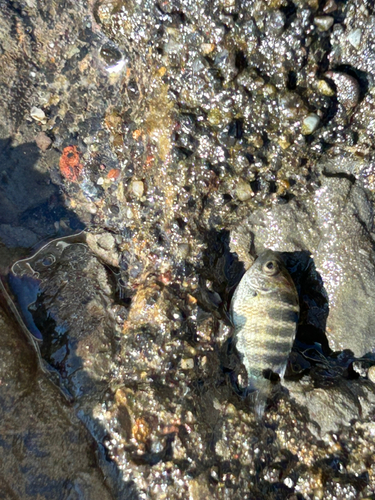 シマスズメダイの釣果