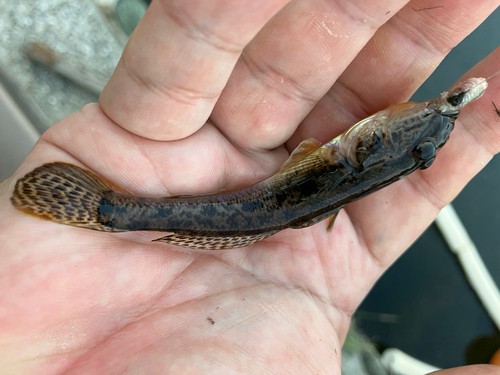 マハゼの釣果