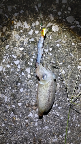 シリヤケイカの釣果