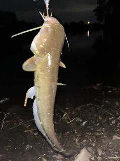 ナマズの釣果