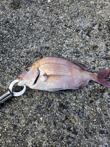 平磯海づり公園