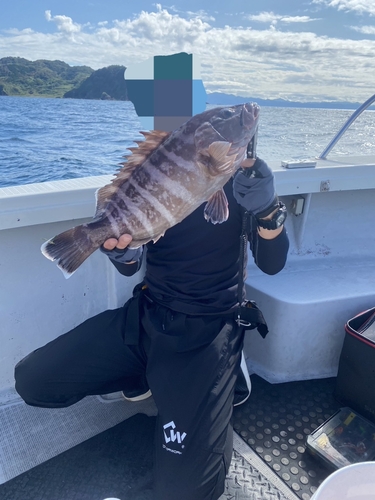 マハタの釣果