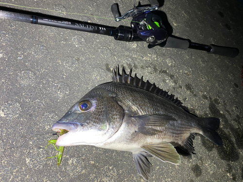 チヌの釣果