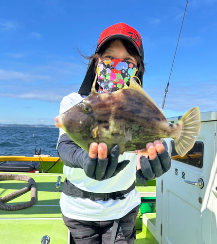 カワハギの釣果