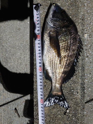 チヌの釣果