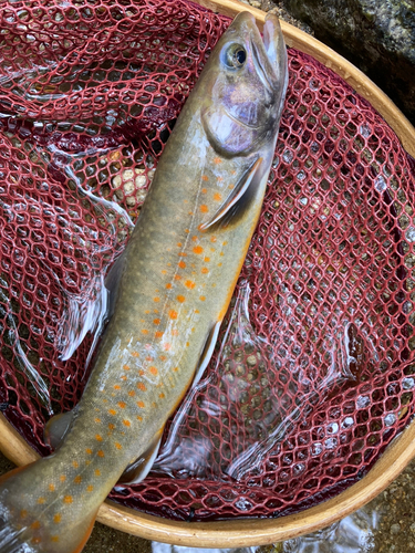 イワナの釣果