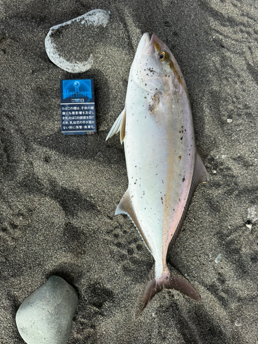 ショゴの釣果