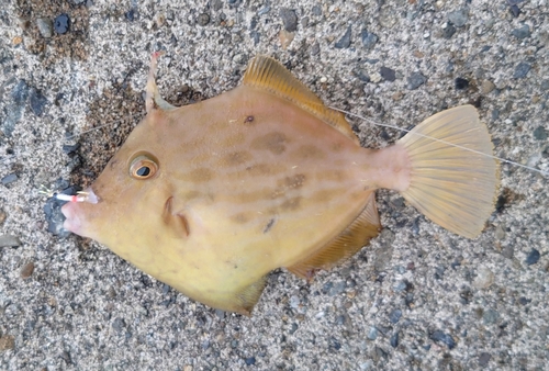 カワハギの釣果