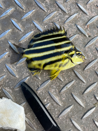 カゴカキダイの釣果