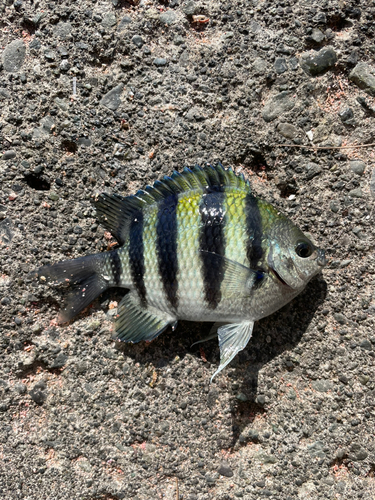 オヤビッチャの釣果