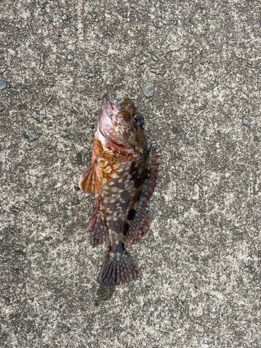 カサゴの釣果