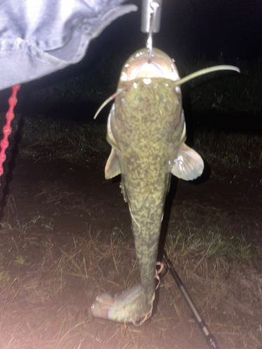 マナマズの釣果