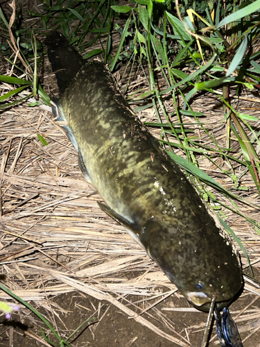 マナマズの釣果