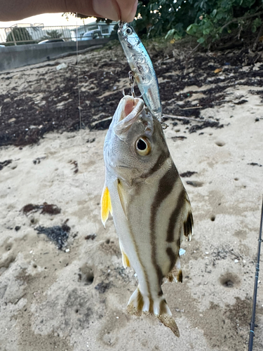 コトヒキの釣果