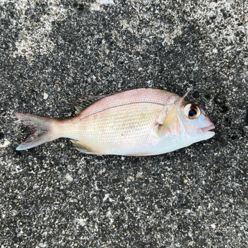 タイの釣果