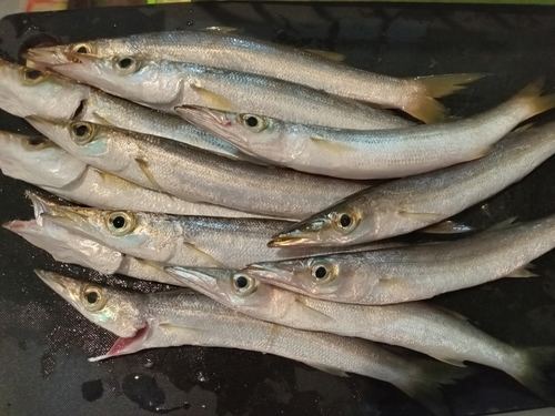 カマスの釣果