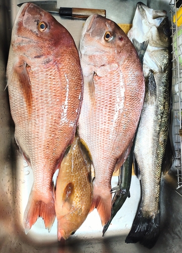 マダイの釣果