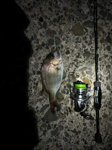 タイの釣果