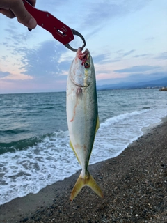 フクラギの釣果