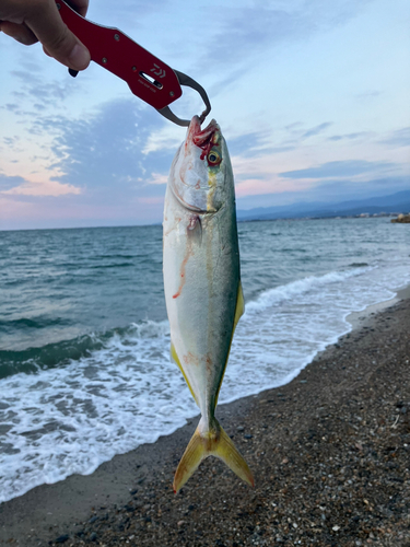 フクラギの釣果