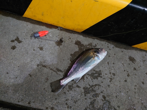 イシモチの釣果