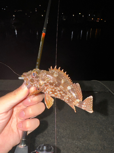 アラカブの釣果