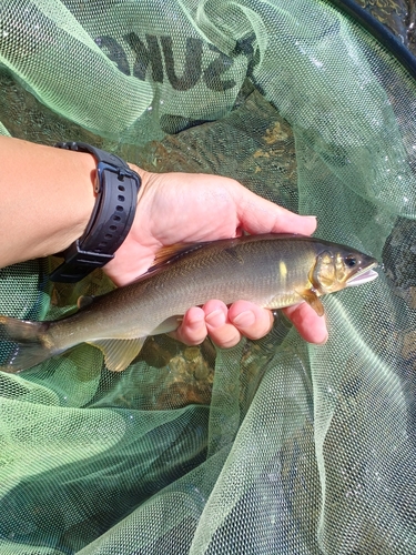 アユの釣果