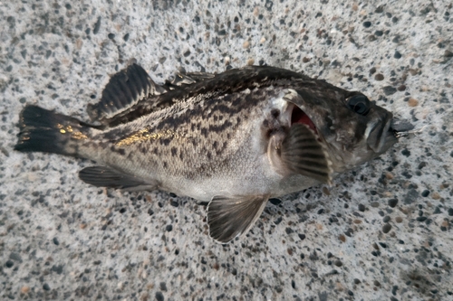 クロソイの釣果