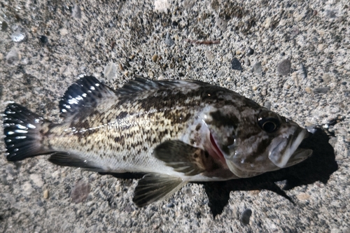 クロソイの釣果