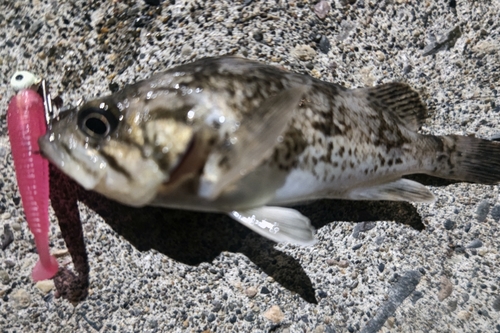 クロソイの釣果