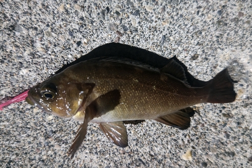 エゾメバルの釣果