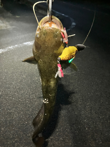 マナマズの釣果