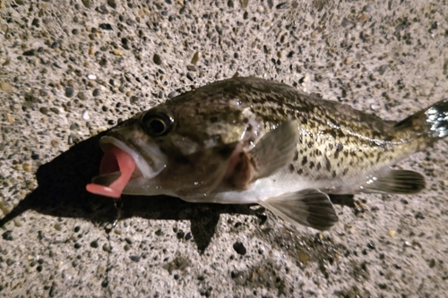 クロソイの釣果