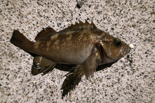 エゾメバルの釣果