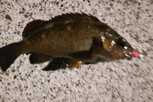 エゾメバルの釣果