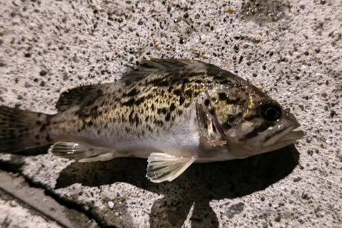 クロソイの釣果