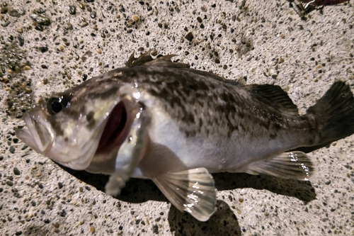 クロソイの釣果