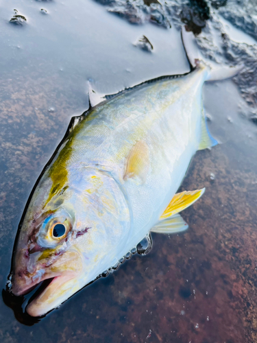 カンパチの釣果