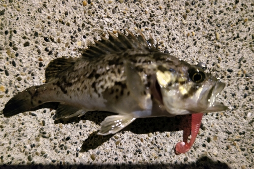 クロソイの釣果