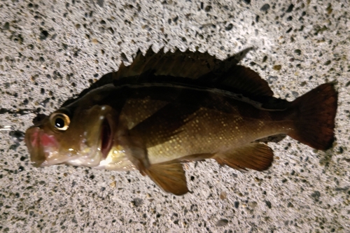 エゾメバルの釣果